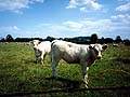 Charolais; foto L. Dvořáková